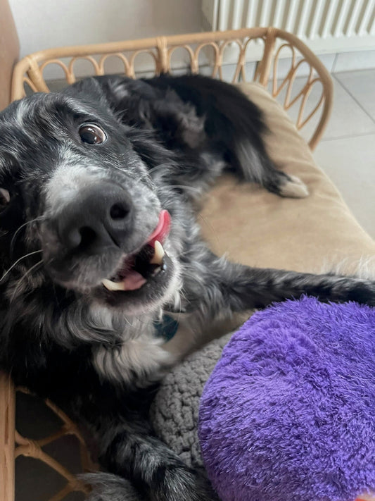 Kohlenhydrate - Die Energielieferanten