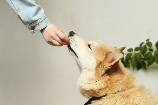 Leckerlis für Allergikerhunde – Naschen ohne Reue 🐶💚