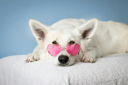 Love Munchies – Warum handgemachte Hundeleckerlis mehr als nur ein Snack sind 🐾💕
